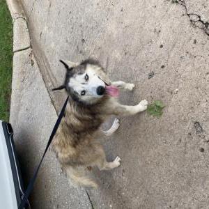 Image of Unknown, Found Dog