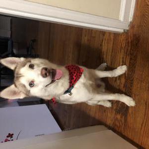 Image of Yeiz, Lost Dog