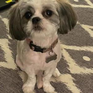 Lost 1 Luna (MI)