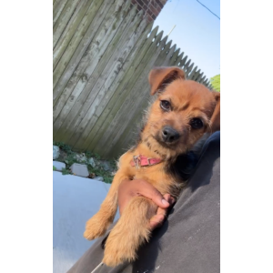 Image of Charm, Lost Dog