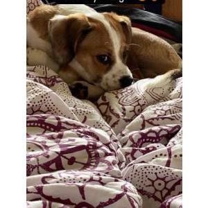 Lost Dog Prince