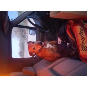 Lost Dog Hanuman