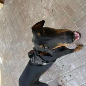 Image of Unknown, Found Dog