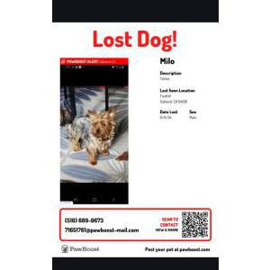 Image of Milo, Lost Dog