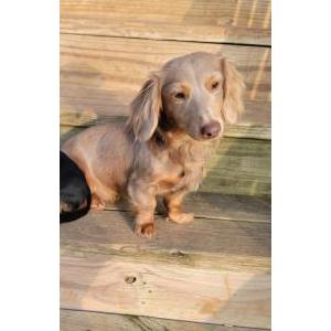 Image of Jackson, Lost Dog