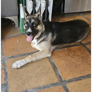 Found Dog Unknown