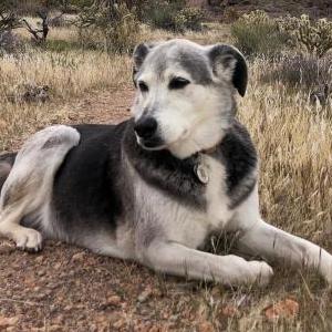 Image of Jolene, Lost Dog