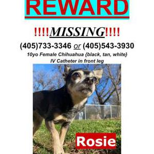 Image of Rosie, Lost Dog