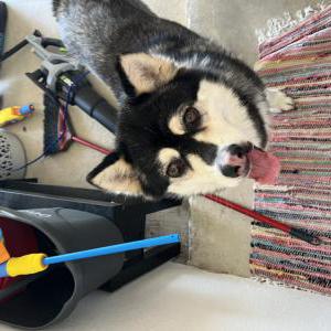 Found Dog Unknown