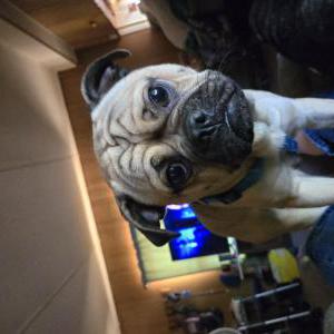 Lost Dog Dinki