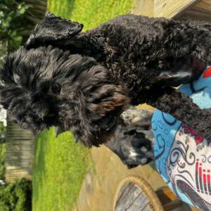 Image of Maggie, Lost Dog