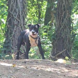 Image of Smoke, Lost Dog