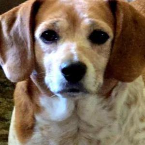 Image of Dixie, Lost Dog