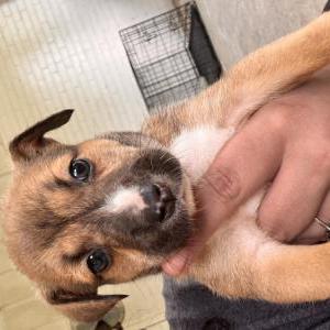 Image of Caramel, Lost Dog