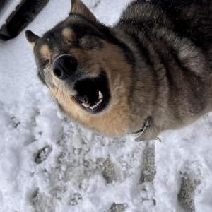 Image of Essie, Lost Dog
