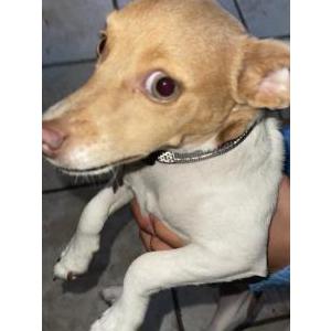 Image of Jojo, Lost Dog