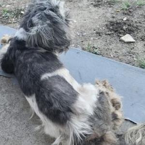 Image of Unknown, Found Dog