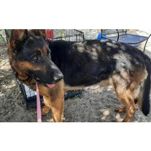 Image of We call him Bo, Found Dog