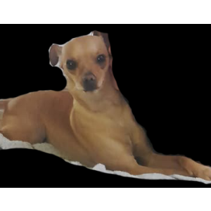 Image of Bucky, Lost Dog