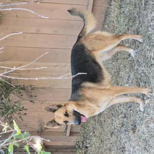 Image of Serenity, Lost Dog