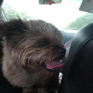 Image of Trixie, Lost Dog