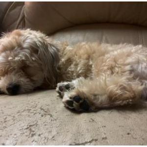 Lost Dog chewbacca