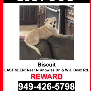 Lost Dog Biscuit