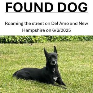 Found Dog Unknown