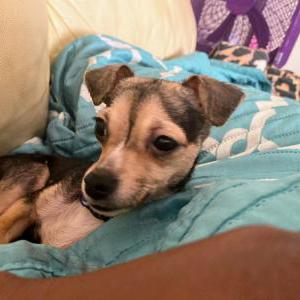 Image of Armani Ann Roland, Lost Dog