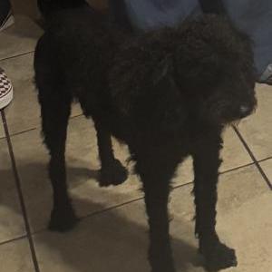 Lost Dog Peluche