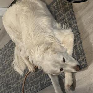 Image of Ava, Lost Dog