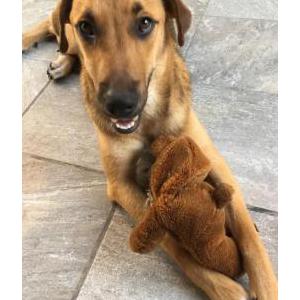Image of Rex, Lost Dog