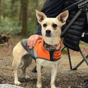 Image of Shelby, Lost Dog