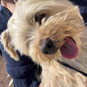 Image of Unknown, Found Dog