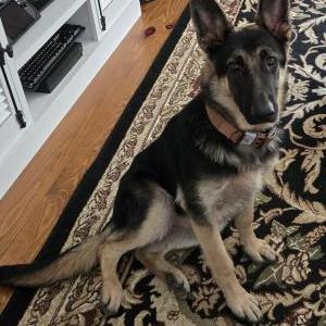 Found Dog unknown