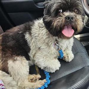 Image of Unknown, Found Dog