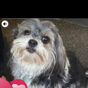 Image of Baki Ramirez, Lost Dog