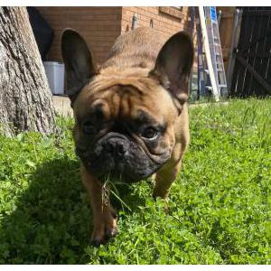 Lost Dog Gorgi