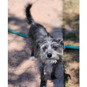 Image of Rosie, Lost Dog