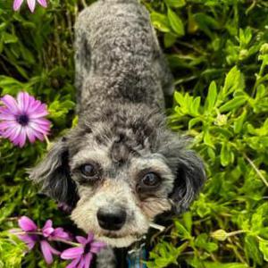 Image of Buddy, Lost Dog