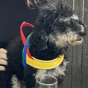 Image of Babygirl, Lost Dog