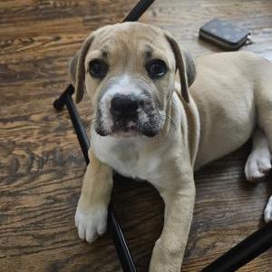Image of HONEYBUN, Lost Dog