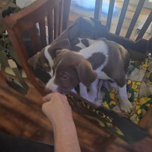 Image of Unknown, Found Dog