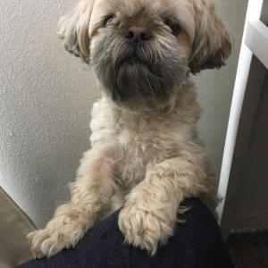 Lost Dog Dublin