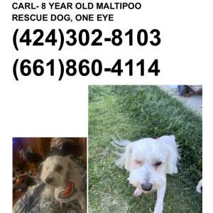 Lost Dog Carl