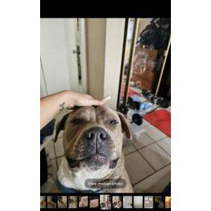 Lost Dog King