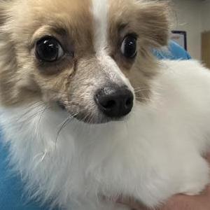 Image of Unknown, Found Dog