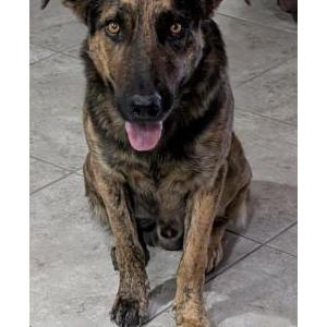 Image of unknown, Found Dog