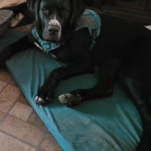 Lost Dog Athena