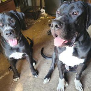 2nd Image of Athena, Lost Dog